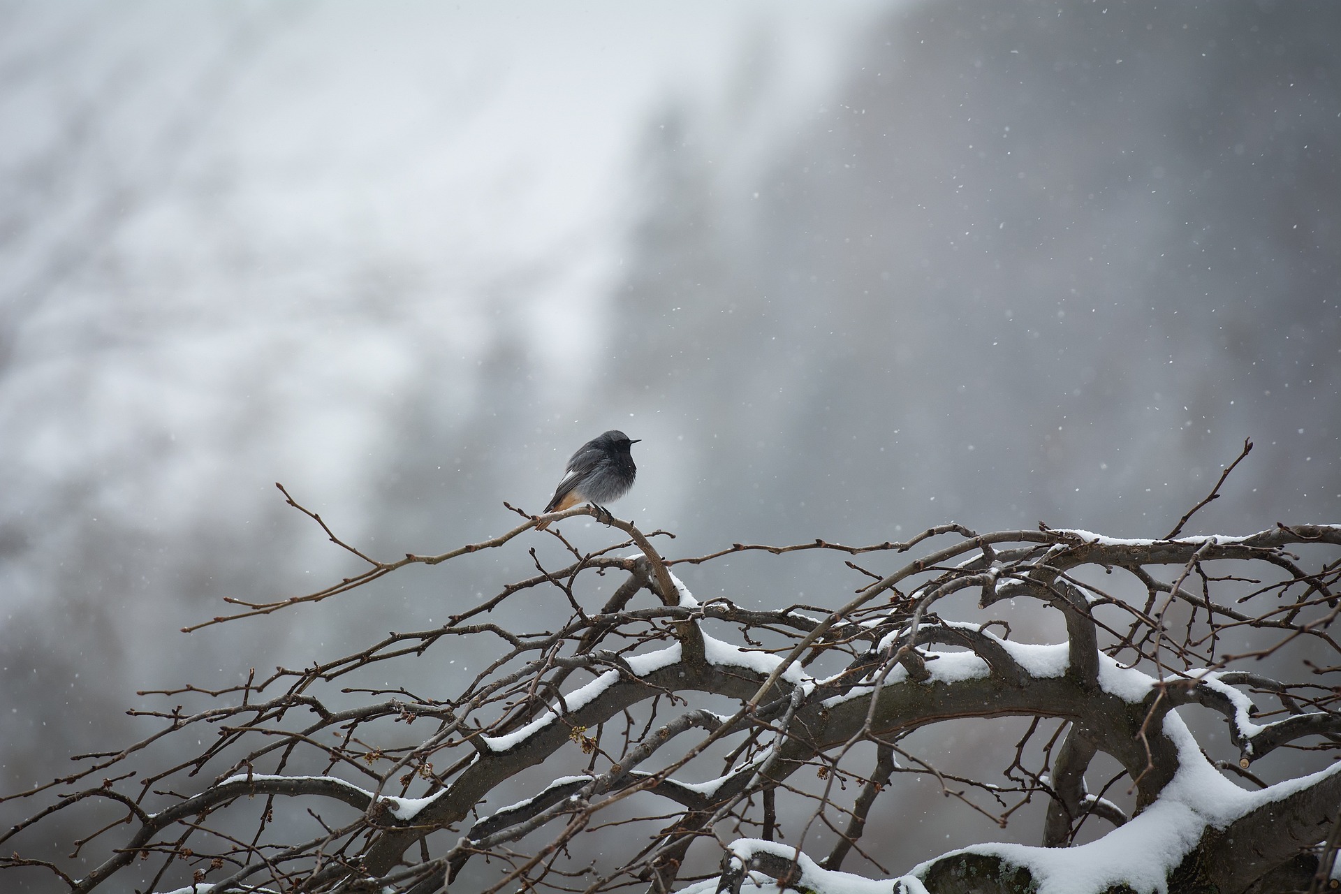 Fågel sitter på gren i snöyra