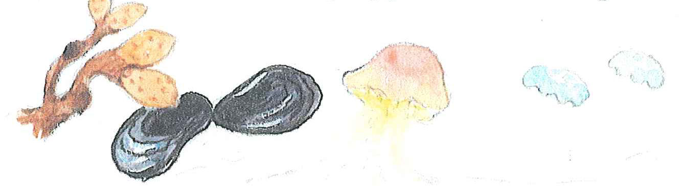Teckning av blåstång, musslor och maneter.